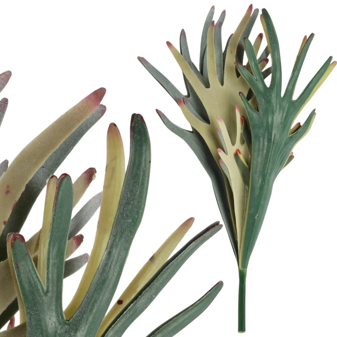 BUKIET PAPROCI ŁOSIE ROGI (STAGHORN FERN) 48 CM