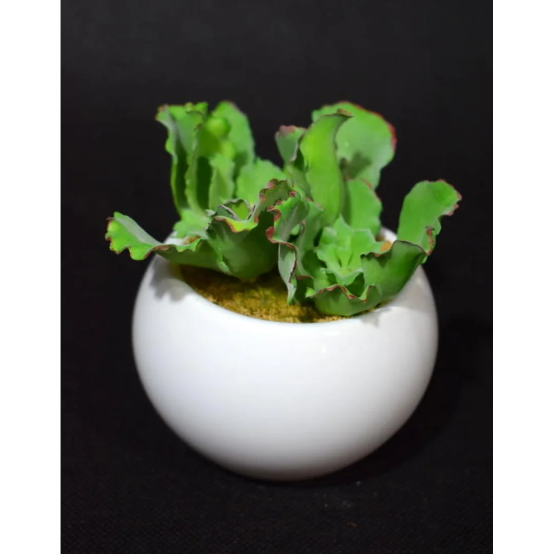 Sztuczny Sukulent w Białej Ceramicznej Doniczce, 11cm Wysokość, 10cm Szerokość