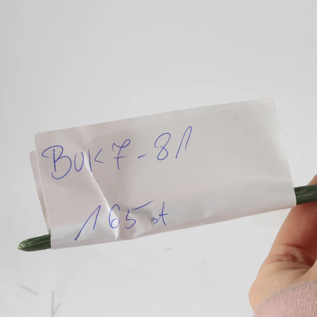 BUKIET 7 RÓŻ Z BUKSZPANEM żółty 52 cm — zdjęcie 12