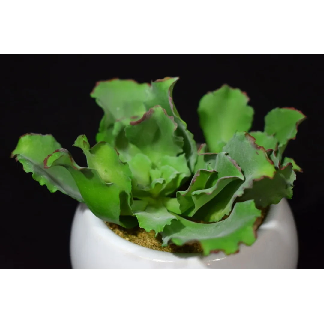 Sztuczny Sukulent w Białej Ceramicznej Doniczce, 11cm Wysokość, 10cm Szerokość — zdjęcie 2
