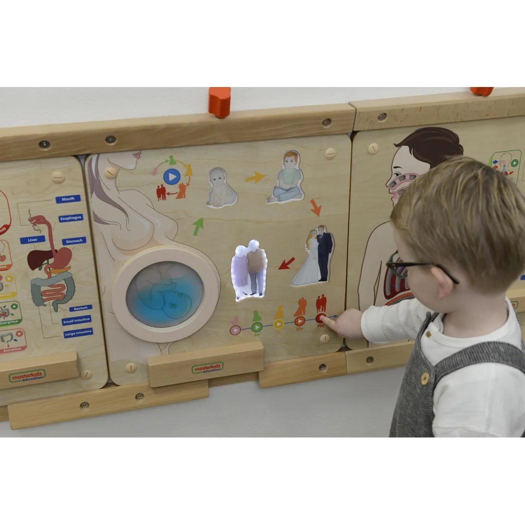 MASTERKIDZ Tablica Edukacyjna Cykl Życia Człowieka Montessori