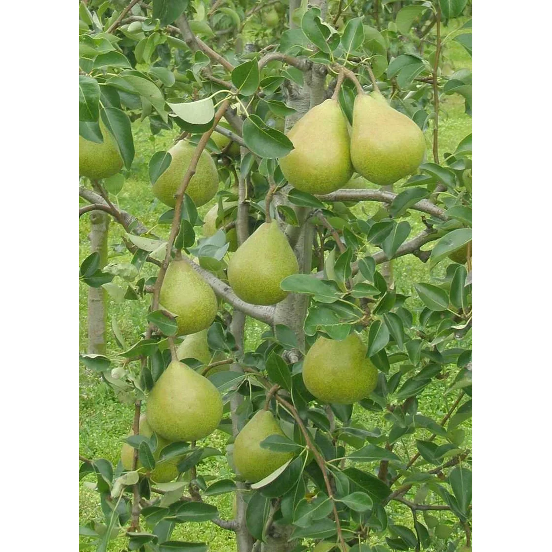 Grusza jesienna Carola C4/5