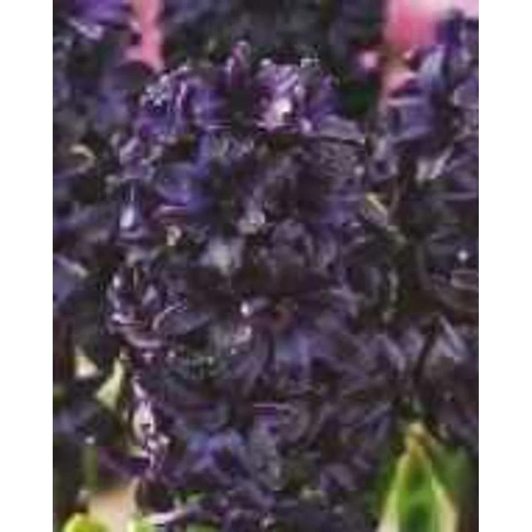 Hiacynt czarny Dark Dimension- 1 szt