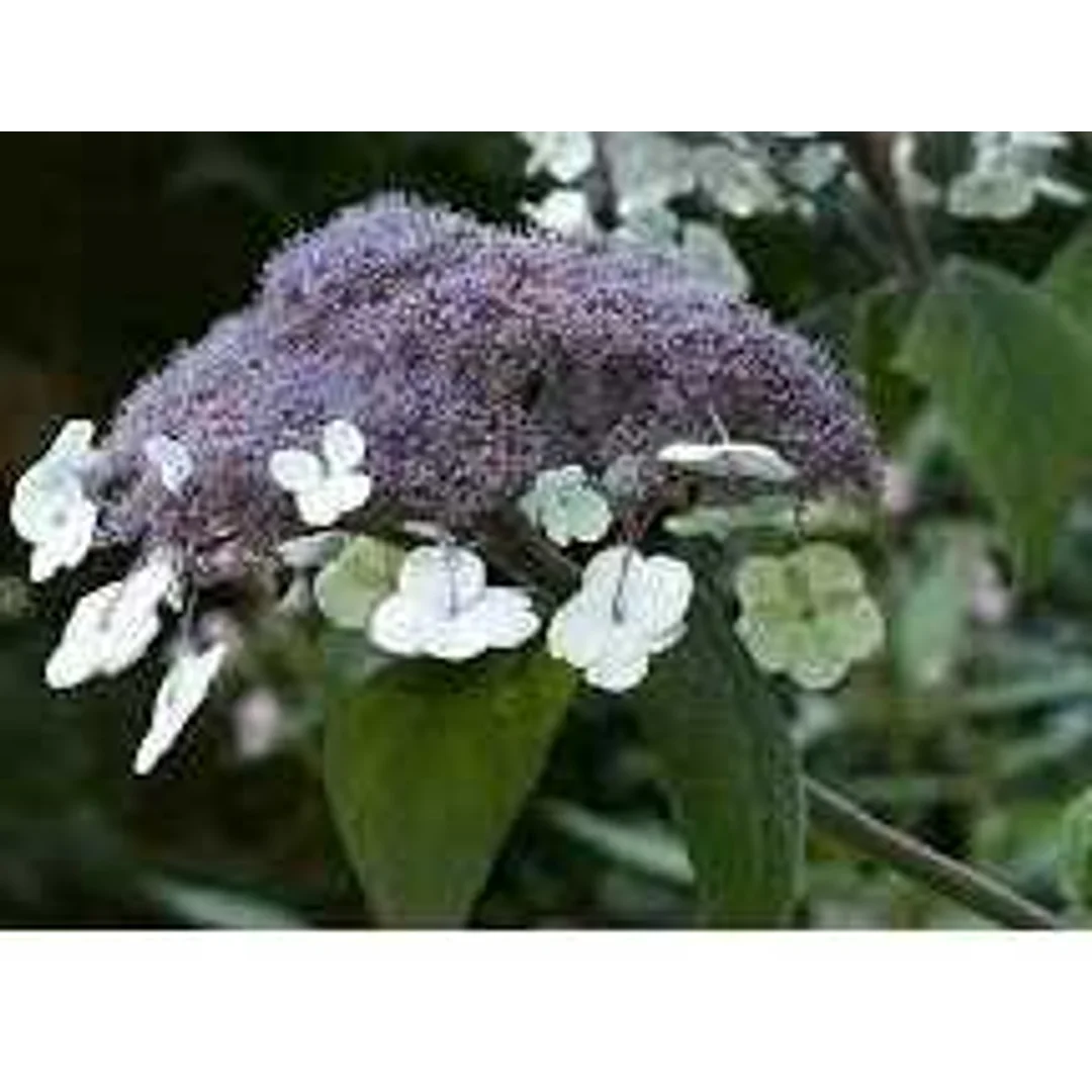 Hortensja Omszona ,, Macrophylla ''