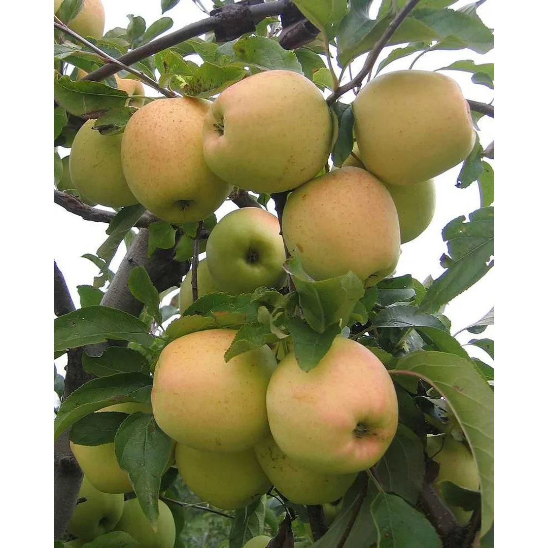 Jabłoń późnozimowa Golden Delicious korzeń C4