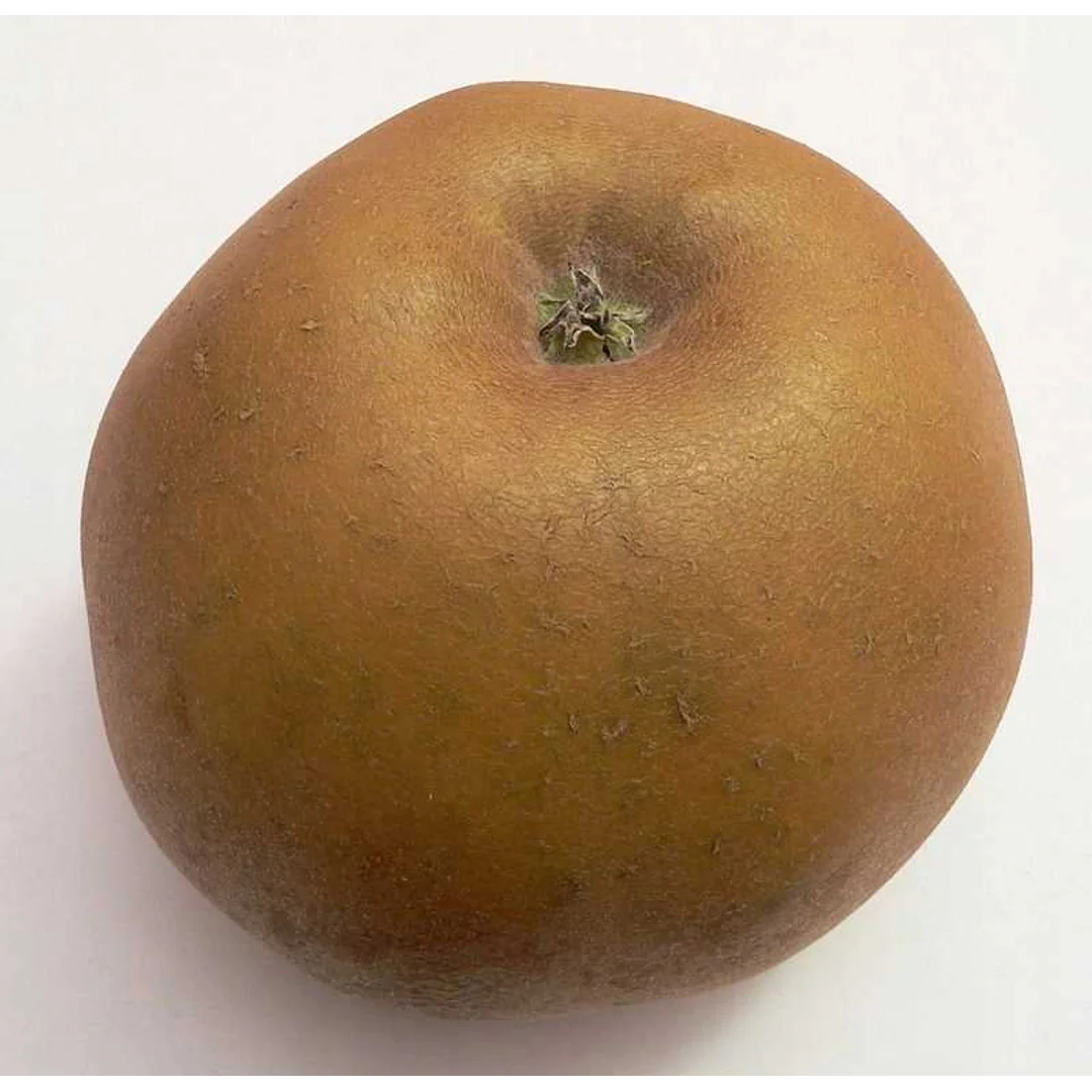 Jabłoń późnozimowa Szara Reneta korzeń C4