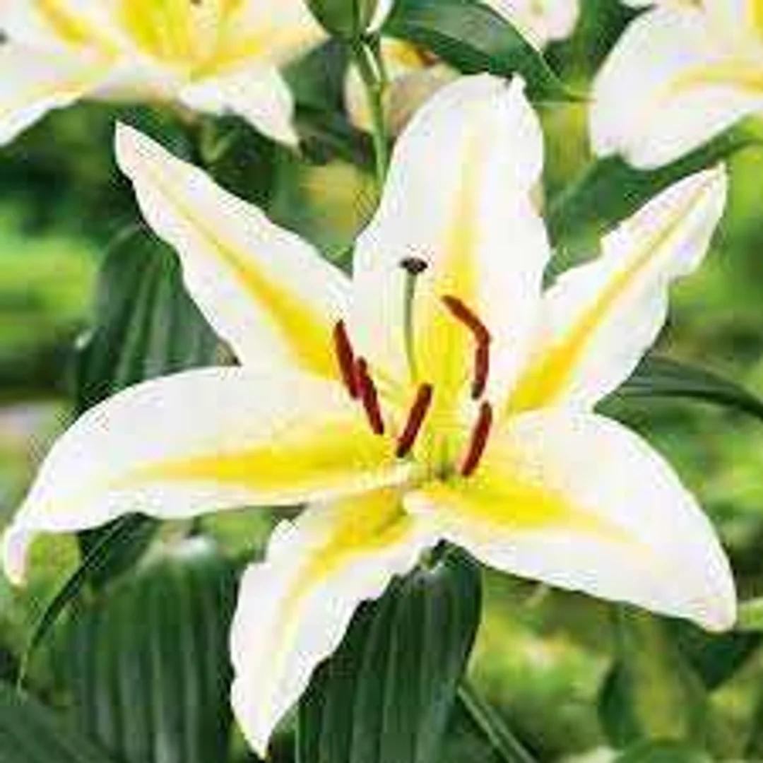 Lilium Bafferari Lilia 'Bafferari' 5SZT