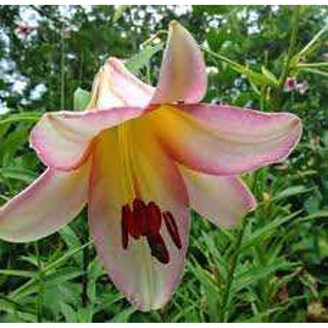 Lilium Beijing Moon Lilia 'Beijing Moon' 5 SZT,