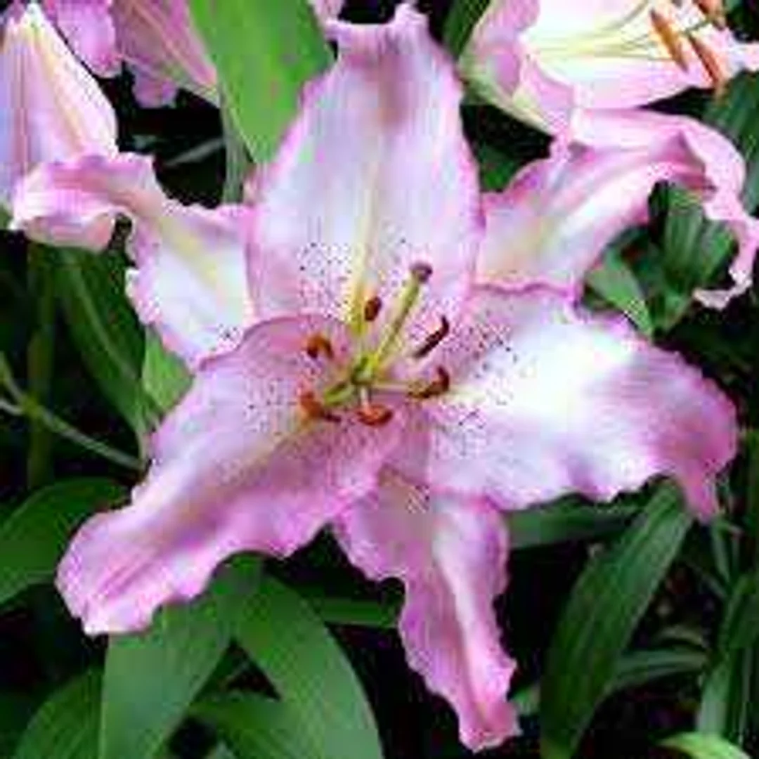 Lilium Brasilia Lilia 'Brasilia' 5SZT