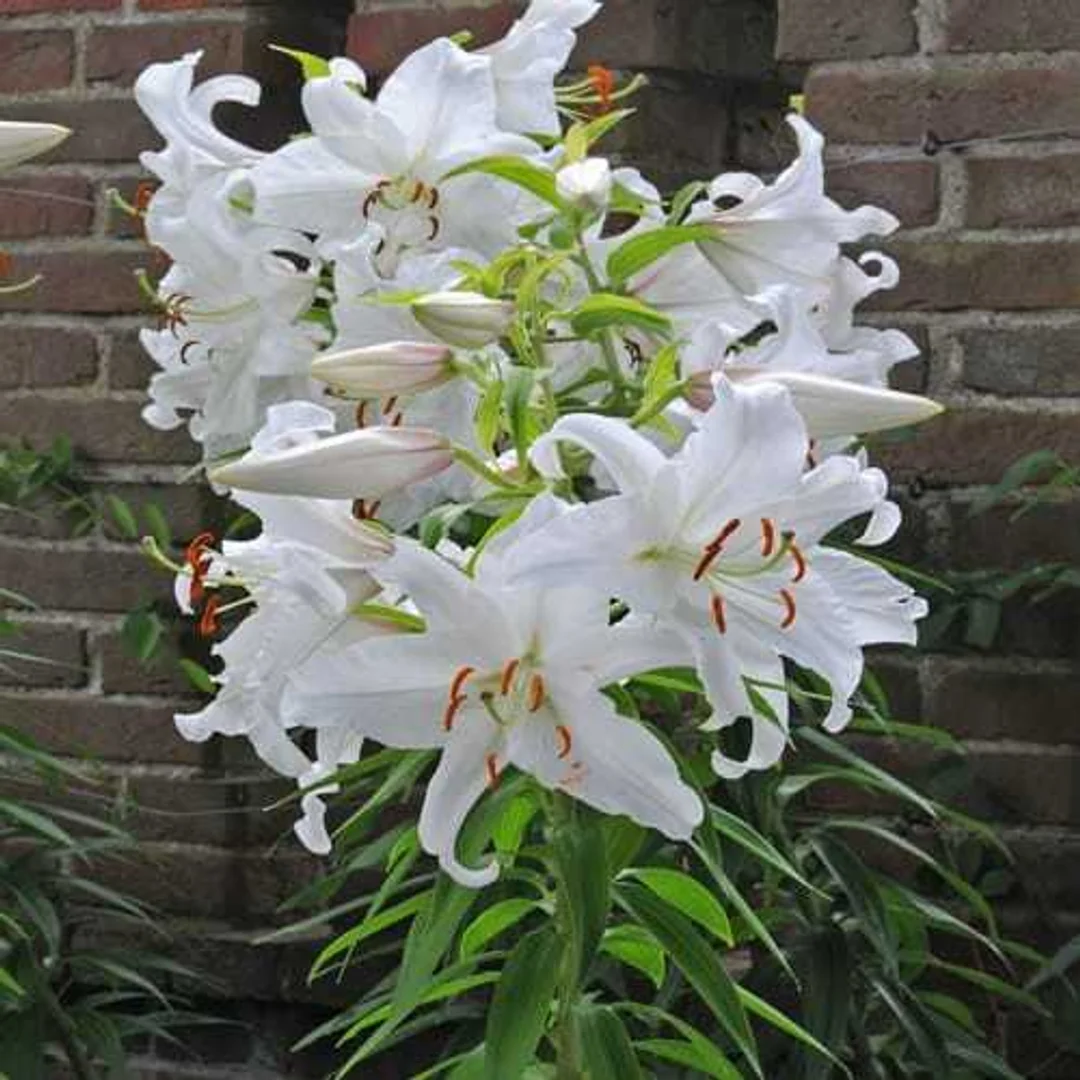 Lilium Casablanca Lilia 'Casablanca 5SZT