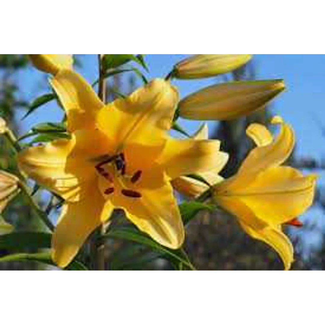 Lilium Corcovado Lilia 'Corcovado'
