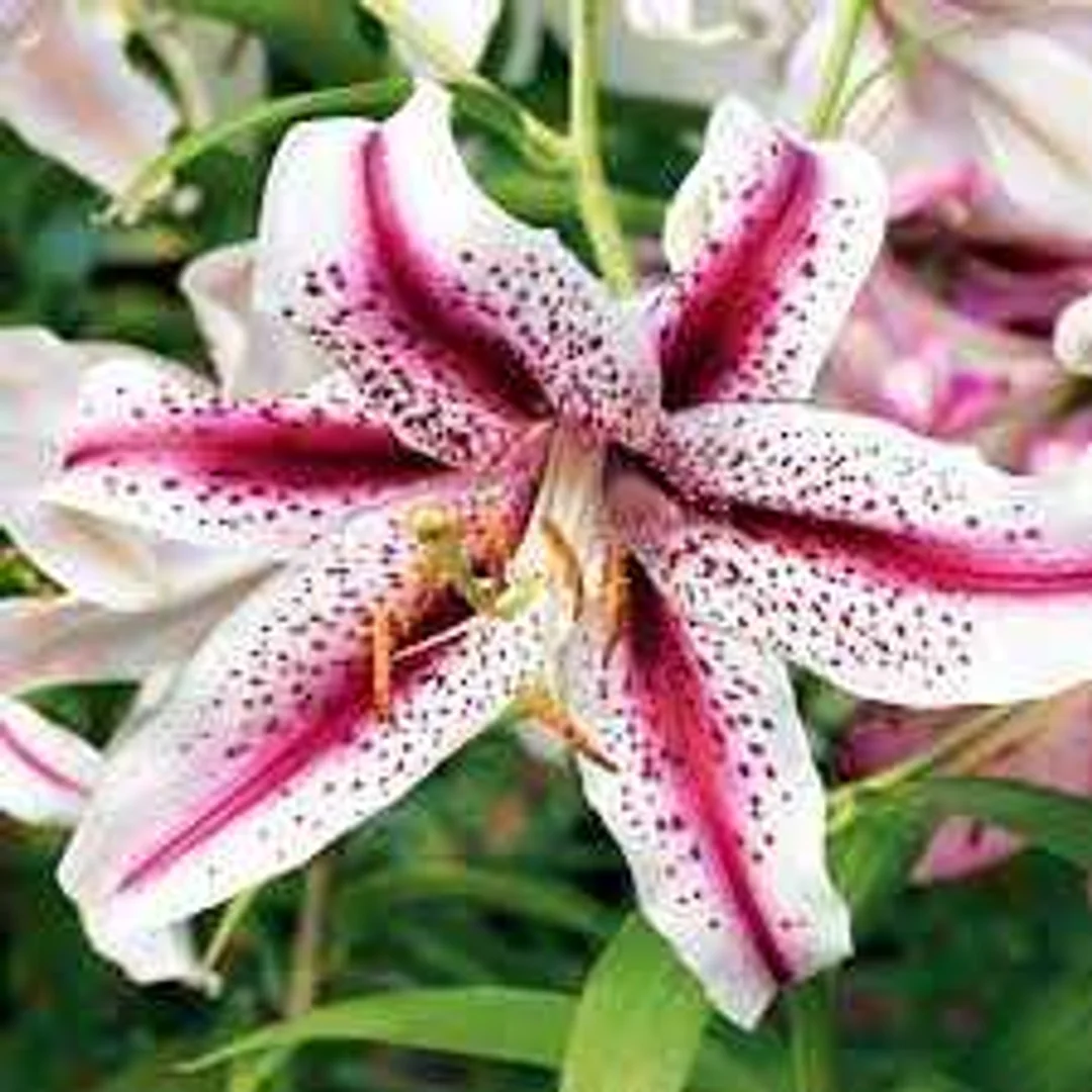 Lilium Dizzy Lilia 'Dizzy' 5SZT