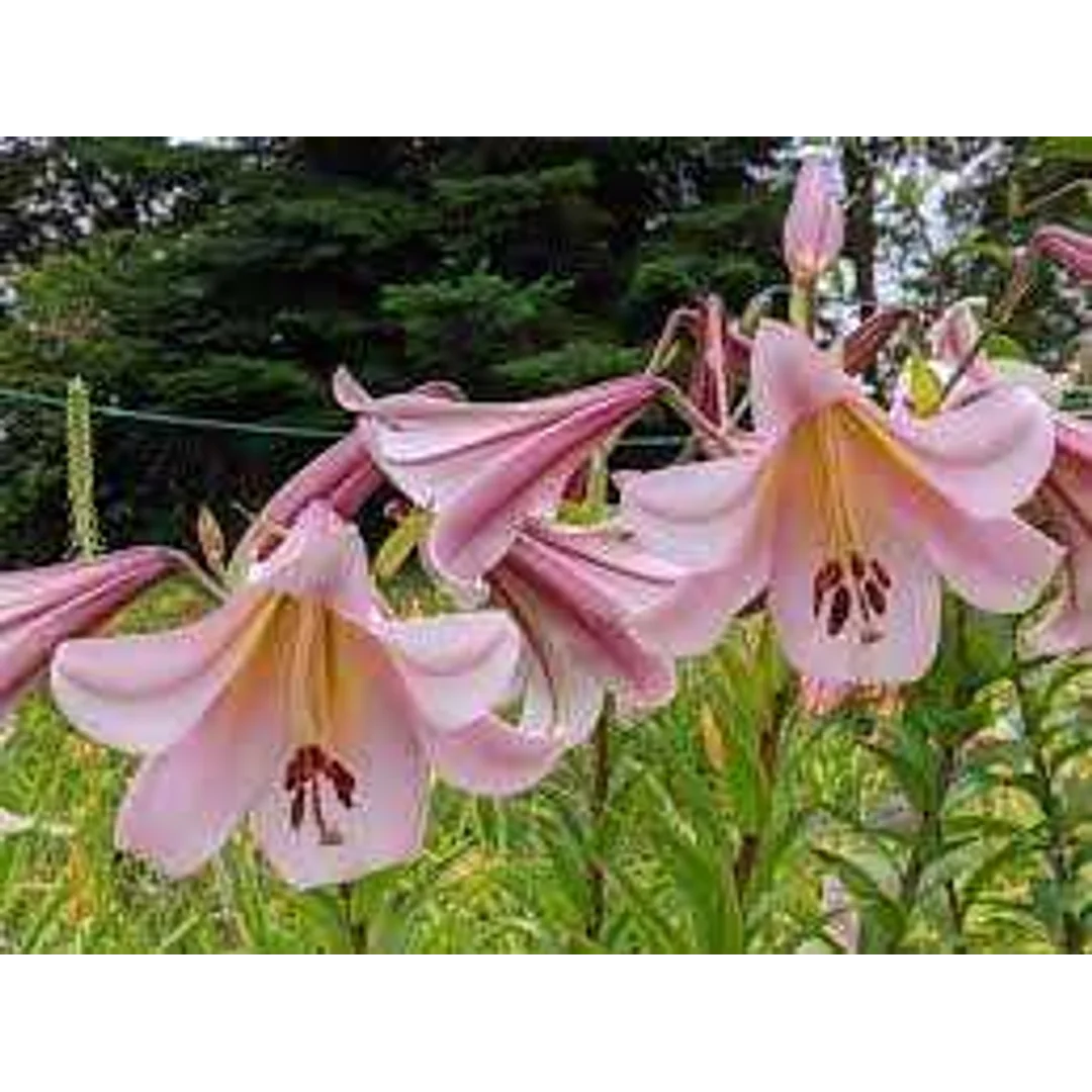 Lilium Eastern Moon Lilia 'Eastern Moon' 5 SZT.