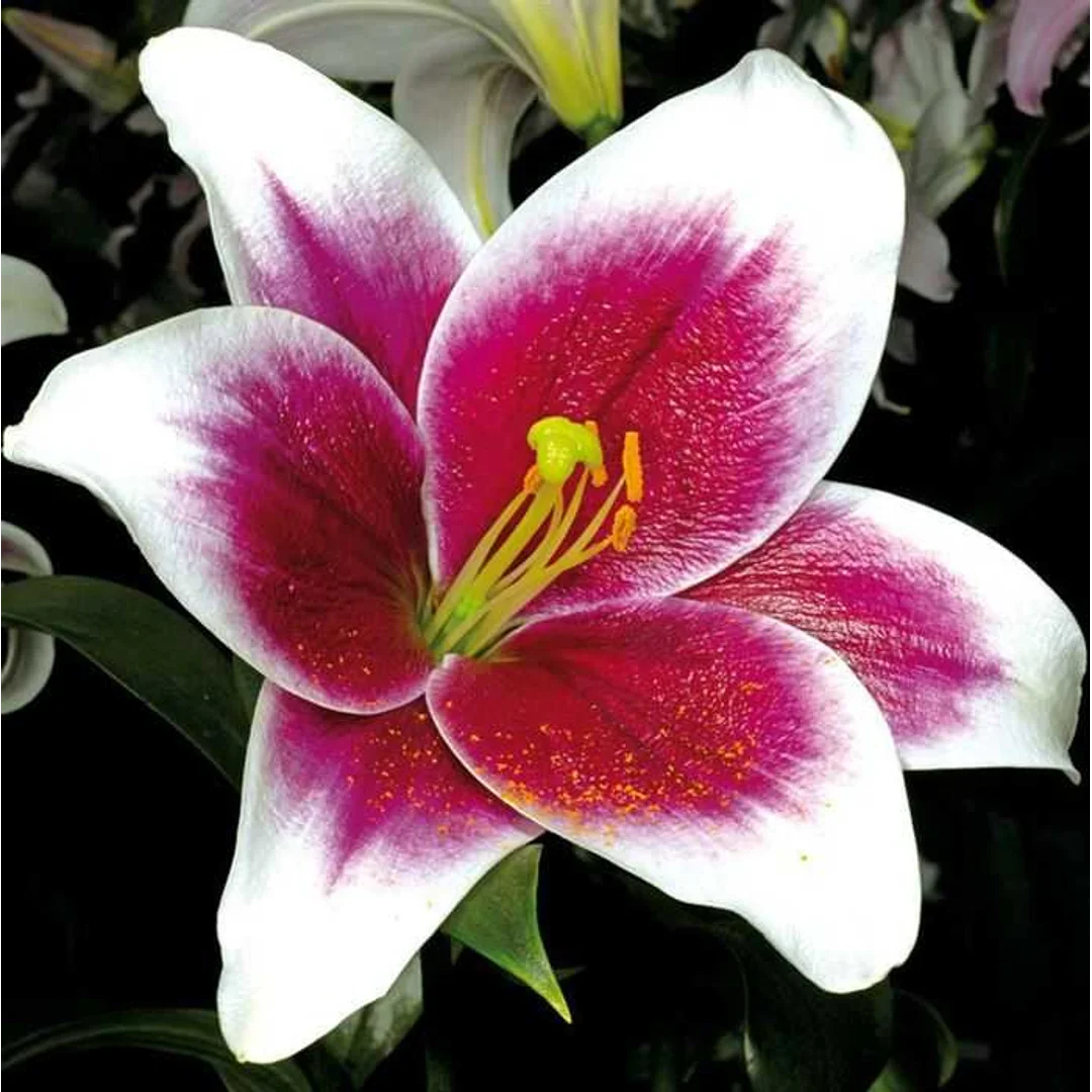 Lilium Friso Lilia 'Friso' 5 SZT,