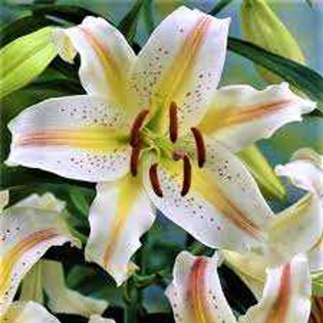 Lilium Garden Party Lilia 'Garden Party' 5SZT