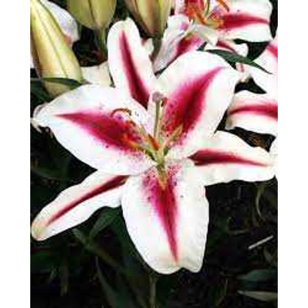 Lilium Hachi Lilia 'Hachi' 5 SZT,