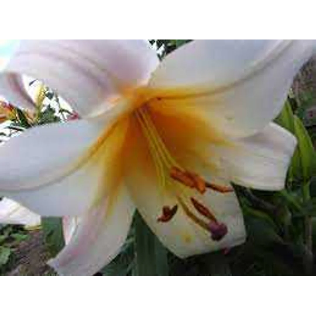 Lilium High Tea Lilia 'High Tea'