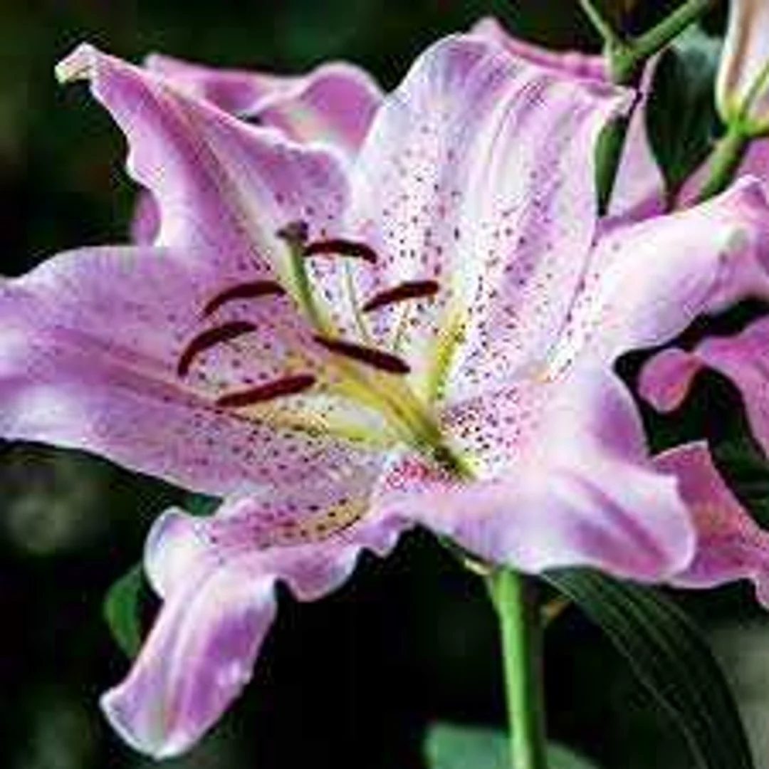 Lilium Josephine Lilia 'Josephine' 5SZT.