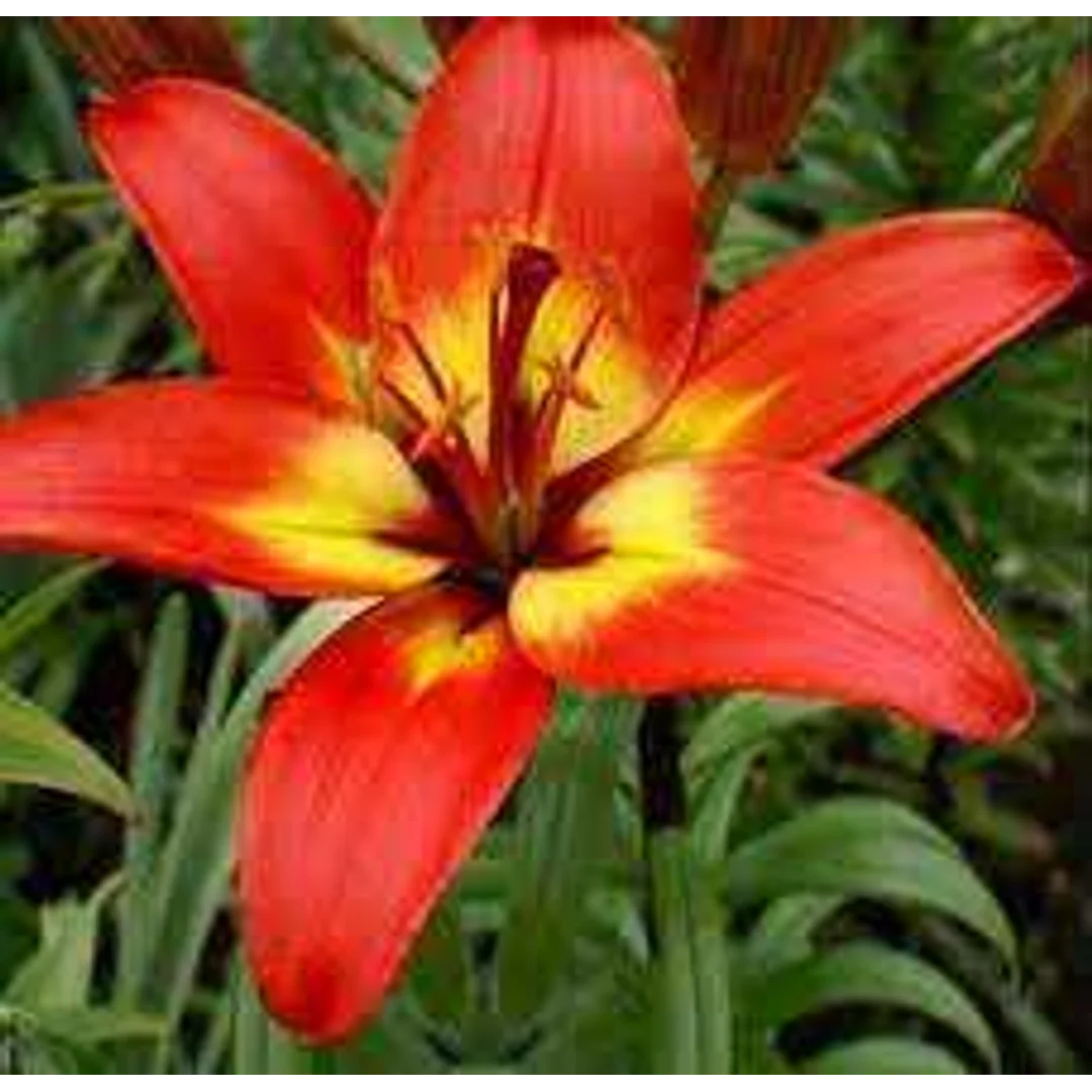 Lilium Linda Lilia 'Linda' 5SZT,