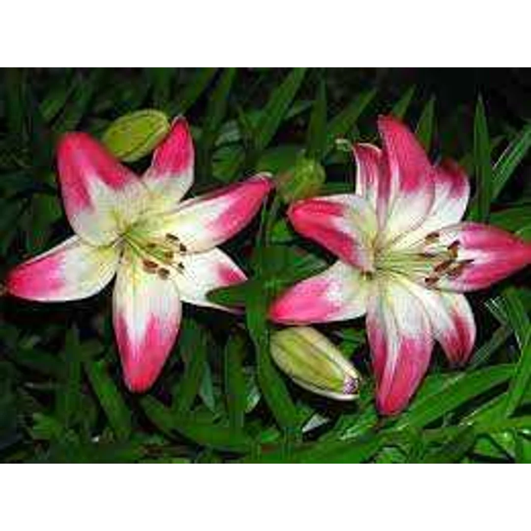 Lilium Lollypop Lilia 'Lollypop' 5SZT.