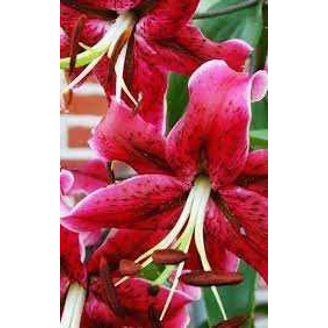 Lilium Miss Feya Lilia 'Miss Feya'