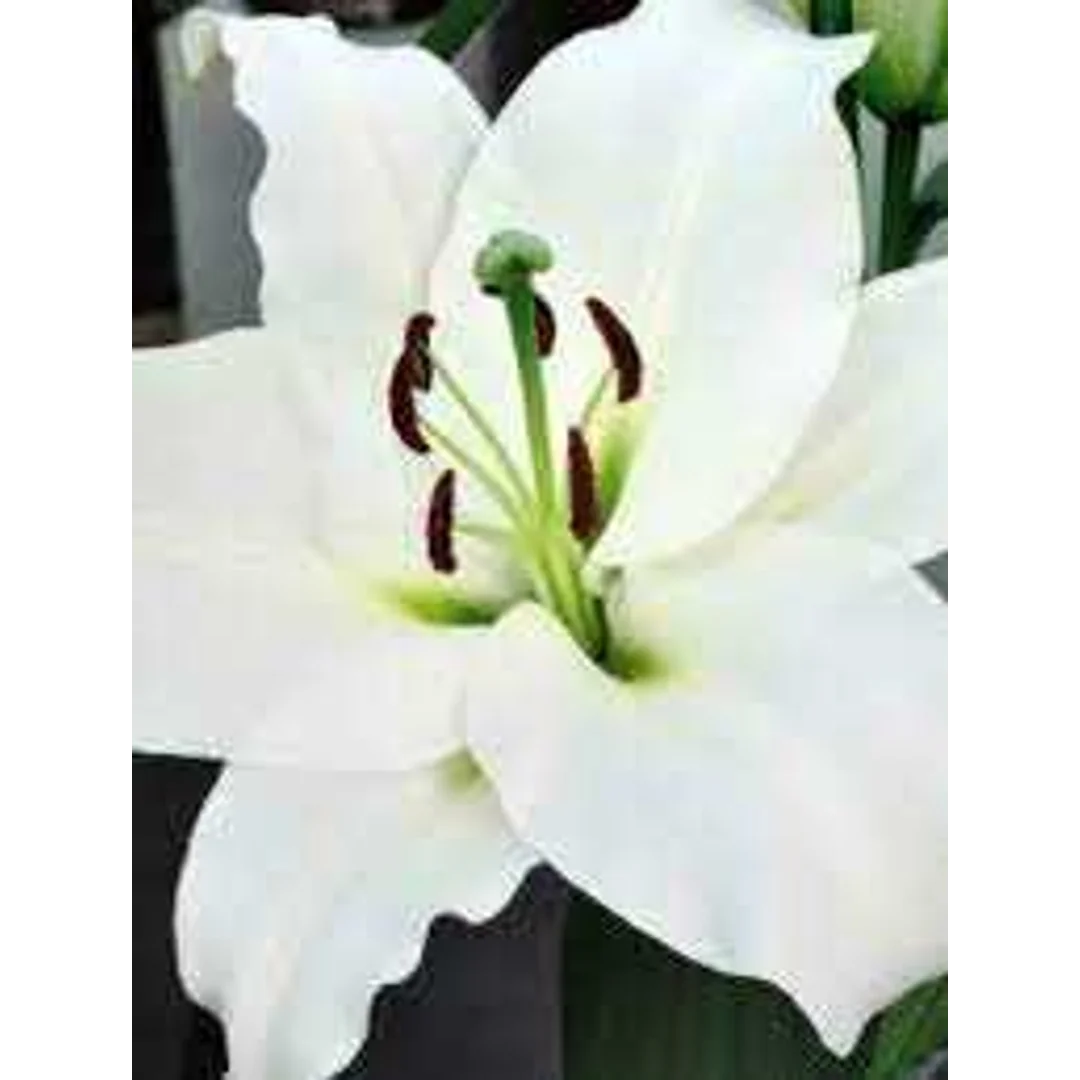 Lilium Monte Bianco Lilia 'Monte Bianco'