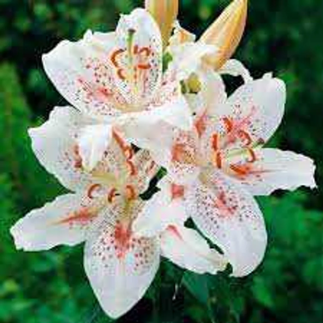 Lilium Muscadet Lilia 'Muscadet' 5SZT.
