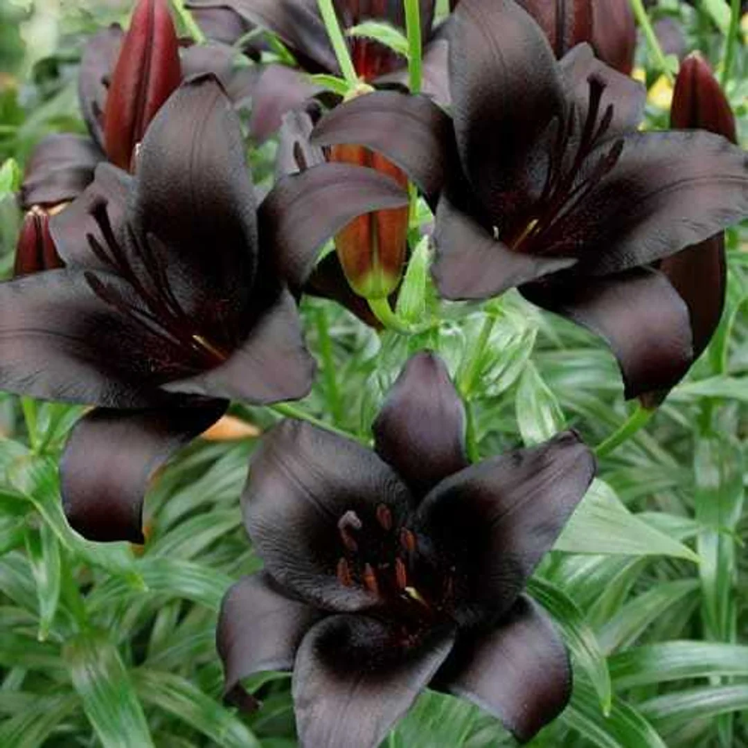Lilium Nightrider Lilia 'Nightrider'5 SZT.