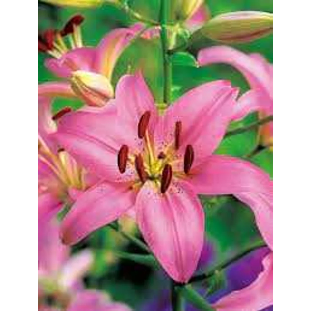 Lilium pink Lilia różowa 5SZT.