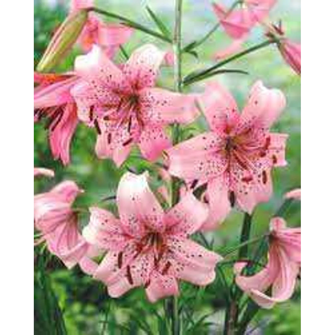 Lilium Pink Tiger Lilia 'Pink Tiger' 5SZT