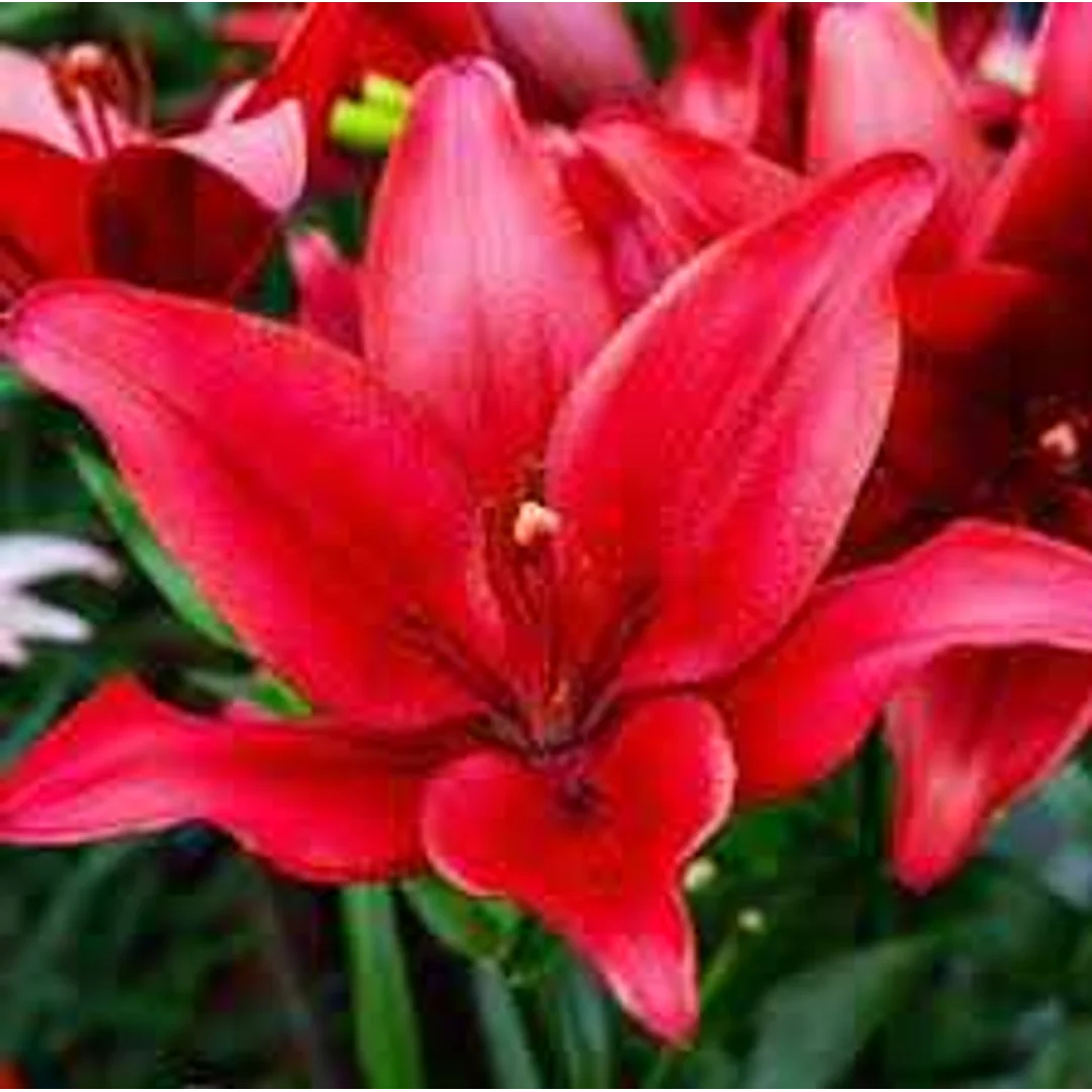 Lilium red Lilia czerwona 5SZT.