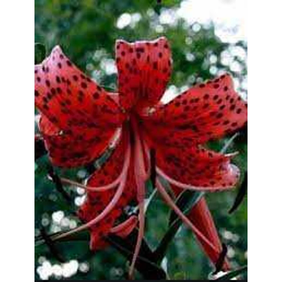 Lilium Red Tiger Lilia 'Red Tiger' 5SZT.
