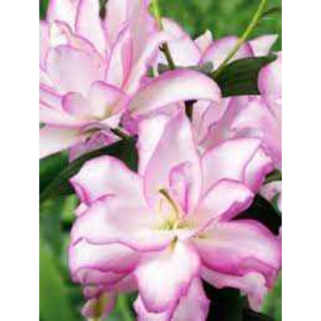 Lilium Roselily Anouska Lilia 'Roselily Anouska'