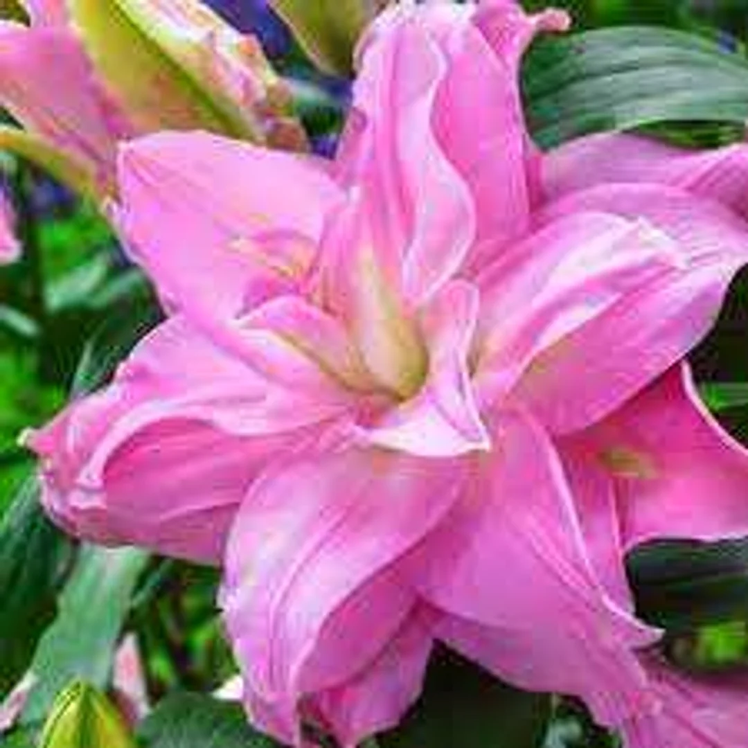 Lilium Roselily Julia Lilia 'Roselily Julia'