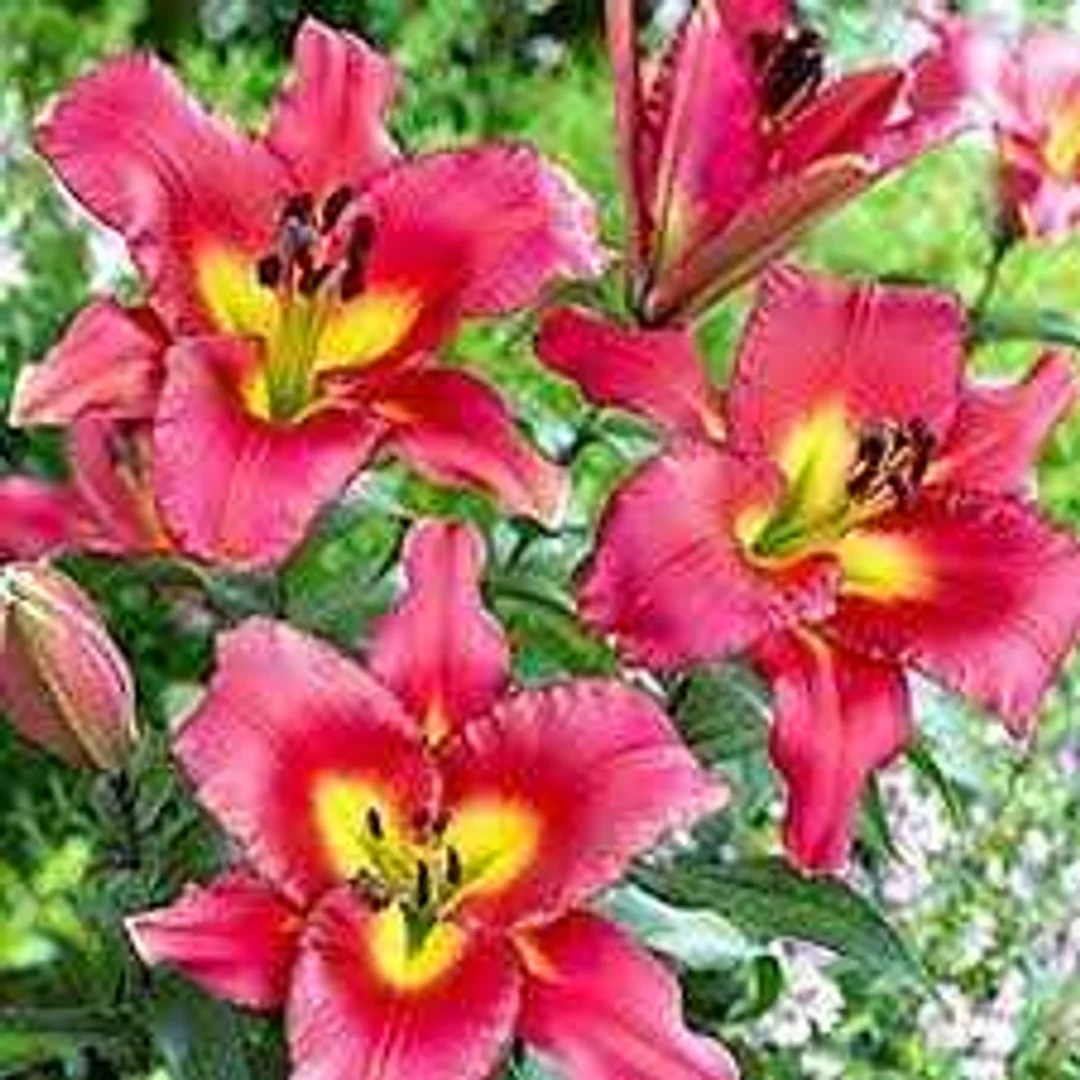Lilium Satisfaction Lilia 'Satisfaction'