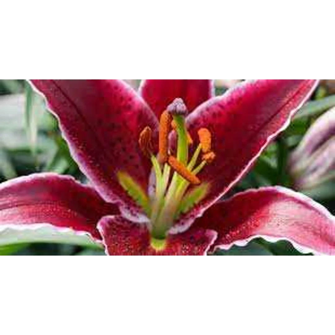 Lilium Scheherezade Lilia 'Scheherezade' 5SZT.