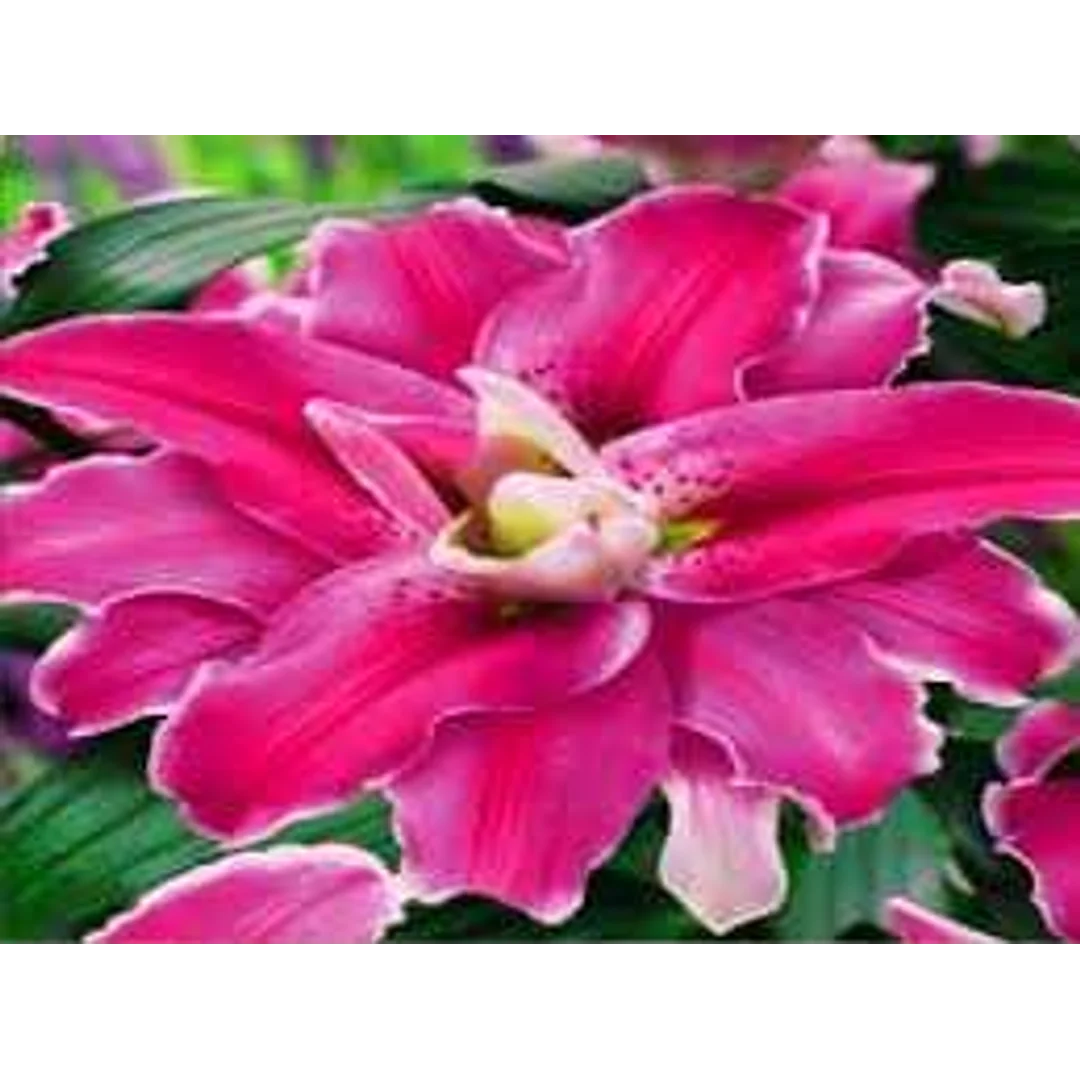 Lilium Sensi Lilia 'Sensi' 5SZT.