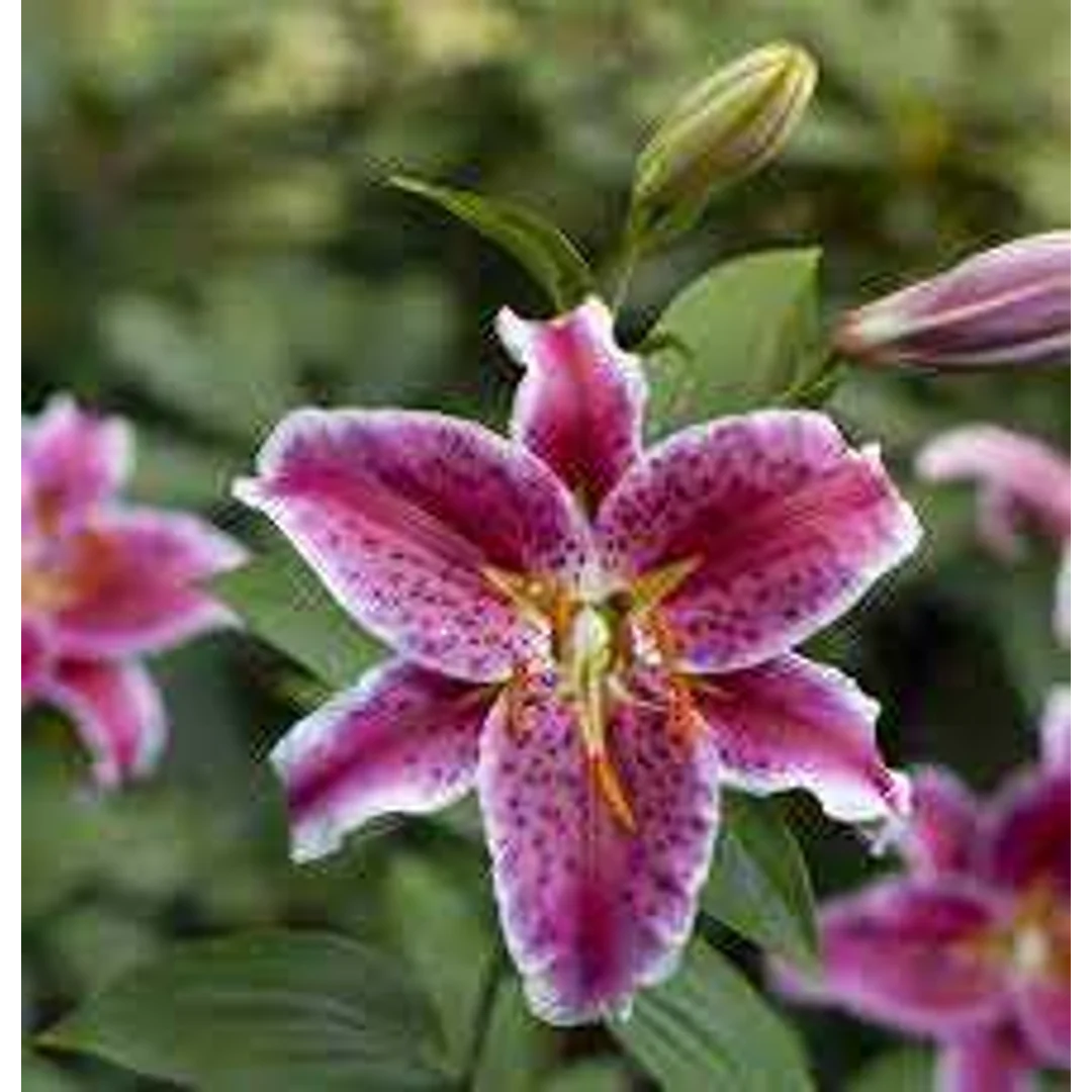 Lilium Stargazer Lilia 'Stargazer' 5SZT.