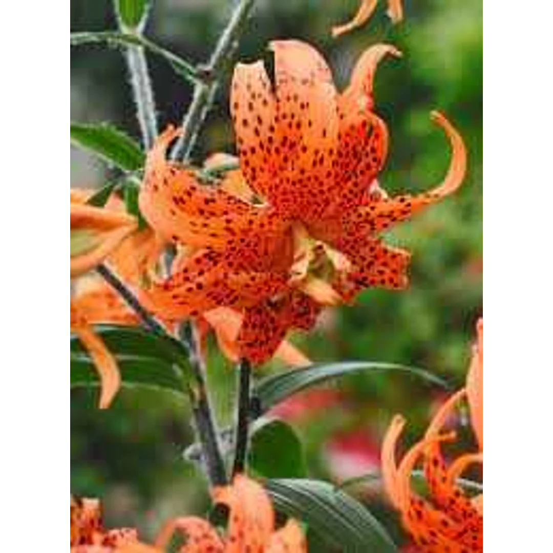 Lilium Tigrinum Lilia 'Tigrinum' 5 SZT.