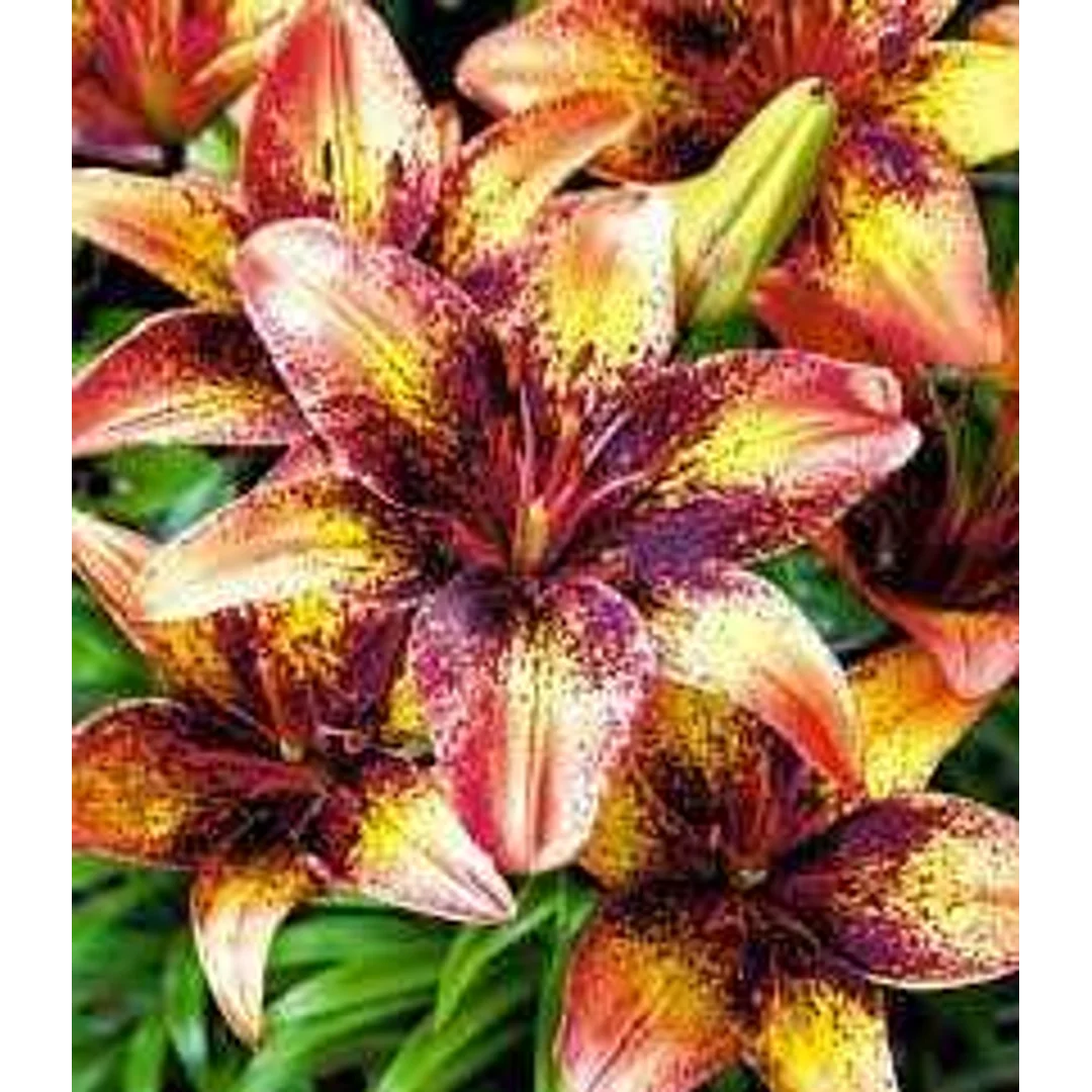 Lilium Tribal Dance Lilia 'Tribal Dance' 5SZT.
