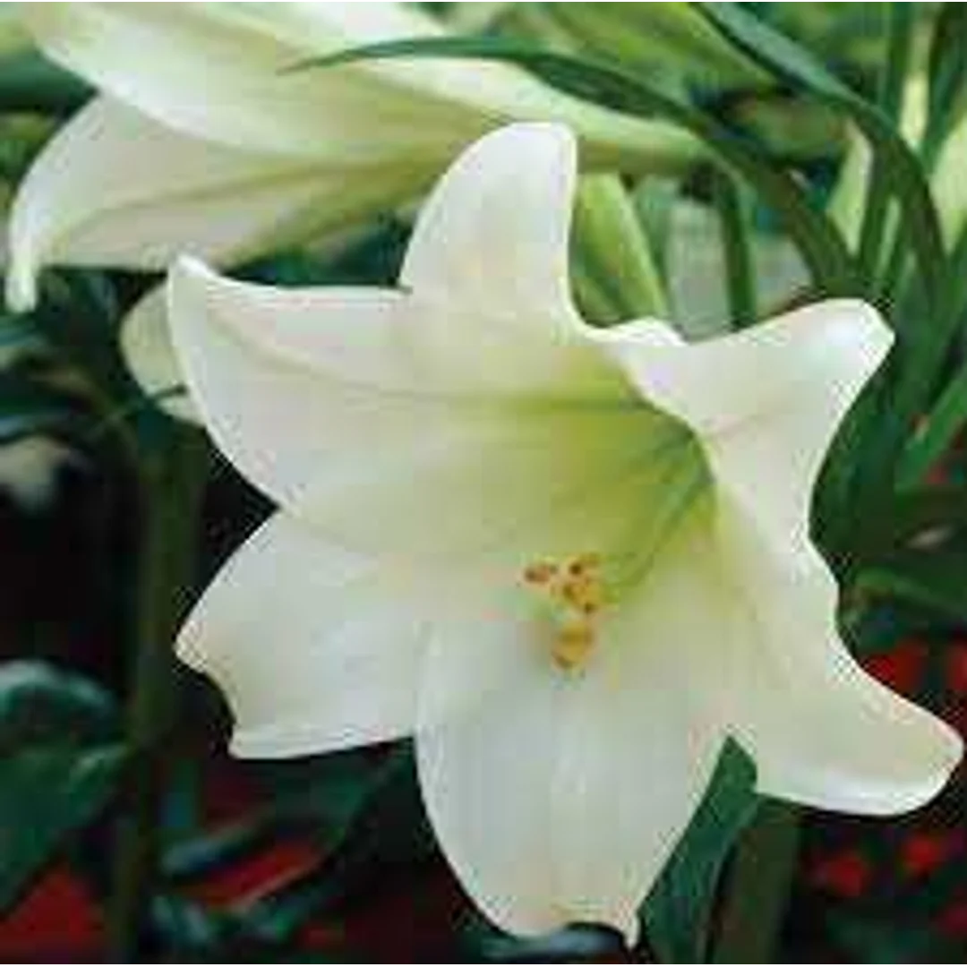 Lilium white Lilia biała 5SZT.