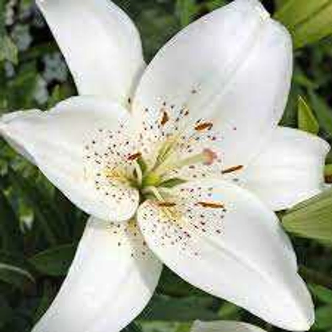 Lilium White Tiger Lilia 'White Tiger' 5 SZT.