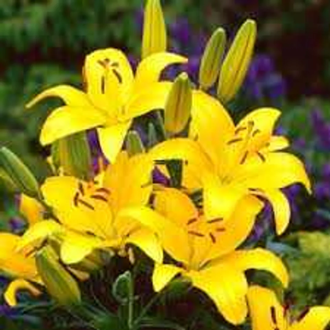 Lilium yellow Lilia żółta 5SZT.