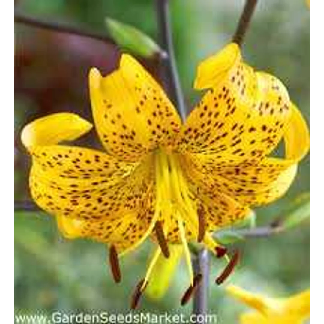 Lilium Yellow Tiger Lilia 'Yellow Tiger' 5 SZT,