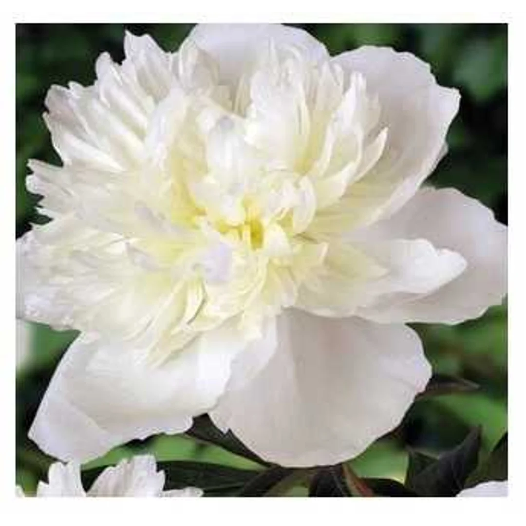 Piwonia Duchesse De Nempurs 1szt