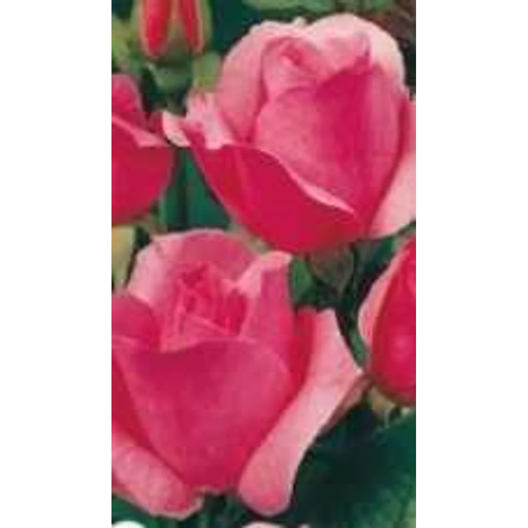 Róża wielkokwiatowa PINK FAVORIT c. różowa .