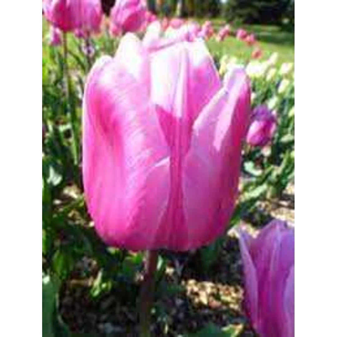 Tulipa Aafke Tulipan 'Aafke' 5SZT