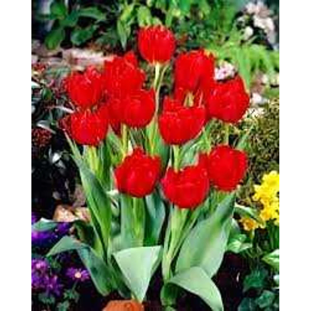 Tulipa Abba Tulipan 'Abba' 5SZT