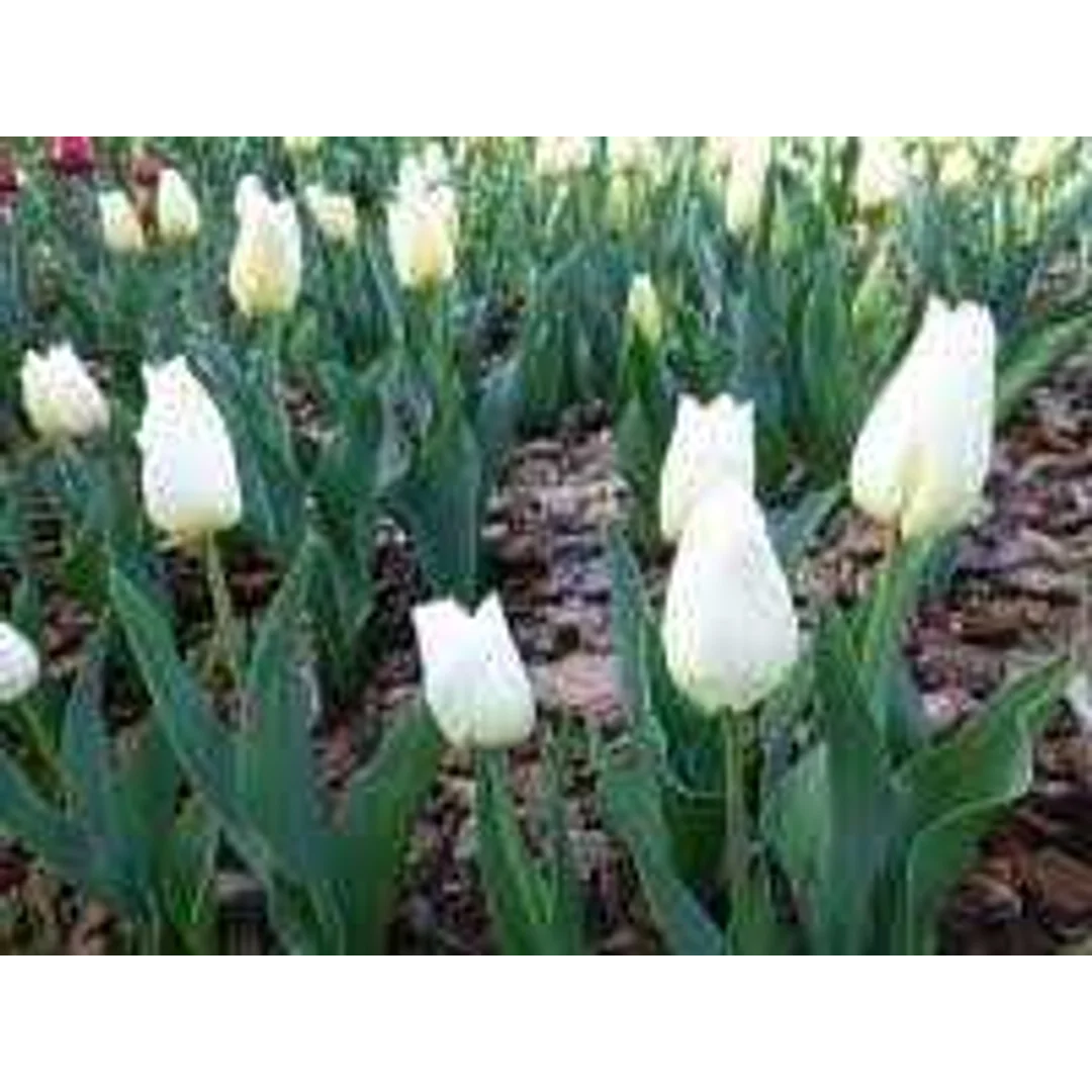 Tulipa Agrass White Tulipan 'Agrass White' 5SZT