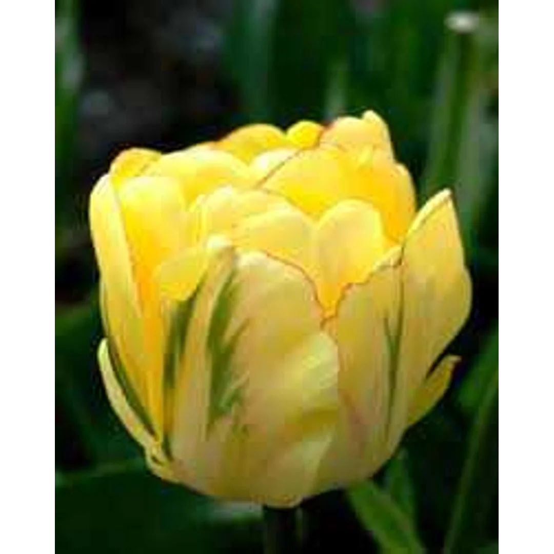 Tulipa Akebono Tulipan 'Akebono' 5SZT